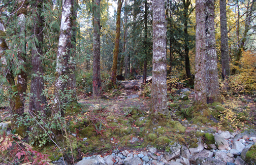 Preserving what’s left of our rich forest ecosystems